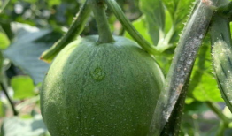 娱乐圈吃羊角瓜,娱乐圈明星的羊角瓜美食之旅