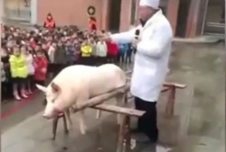 杀猪的视频,揭开残忍真相